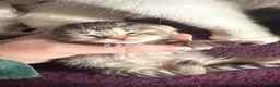 Scottish Fold cats for sale: White Scottish fold long and short hair kittens  - Advert 7