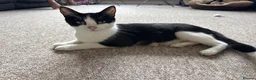 Mixed Breed cats for sale: Kittens  - Advert 1