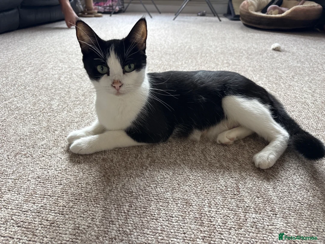 Mixed Breed cats for sale: Kittens  - Advert 1