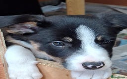 Border Collie dogs for sale: Border collie Puppy forsale - Image 5