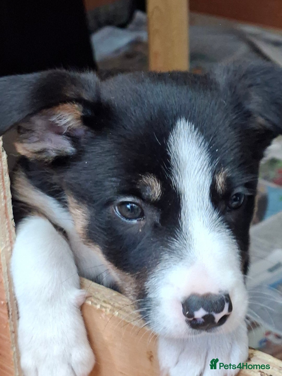 Border Collie dogs for sale: Border collie Puppy forsale - Image 5