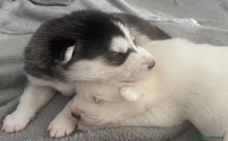 Siberian Husky dogs - Advert 1