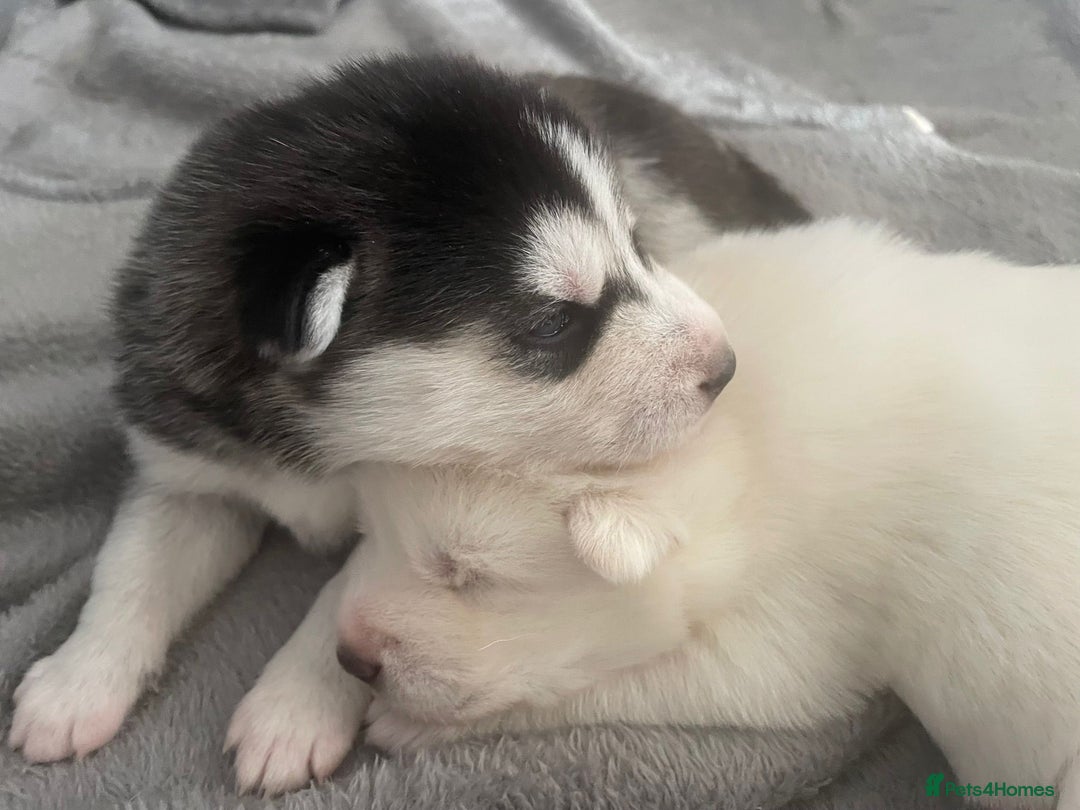 Siberian Husky dogs for sale: Gorgeous Husky puppies - Image 1