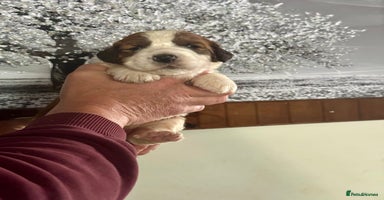 Saint Bernard dogs - Advert 11