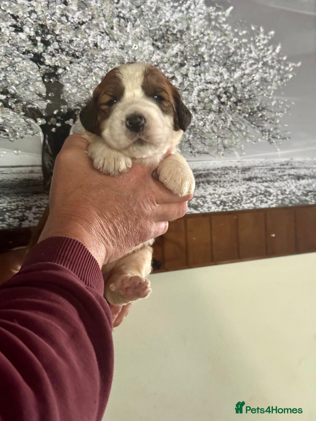 Saint Bernard dogs for sale: F1 st doodles puppies for sale - Image 3