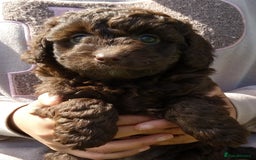Labradoodle dogs for sale: Beautiful miniature labradoodle puppies - Image 5