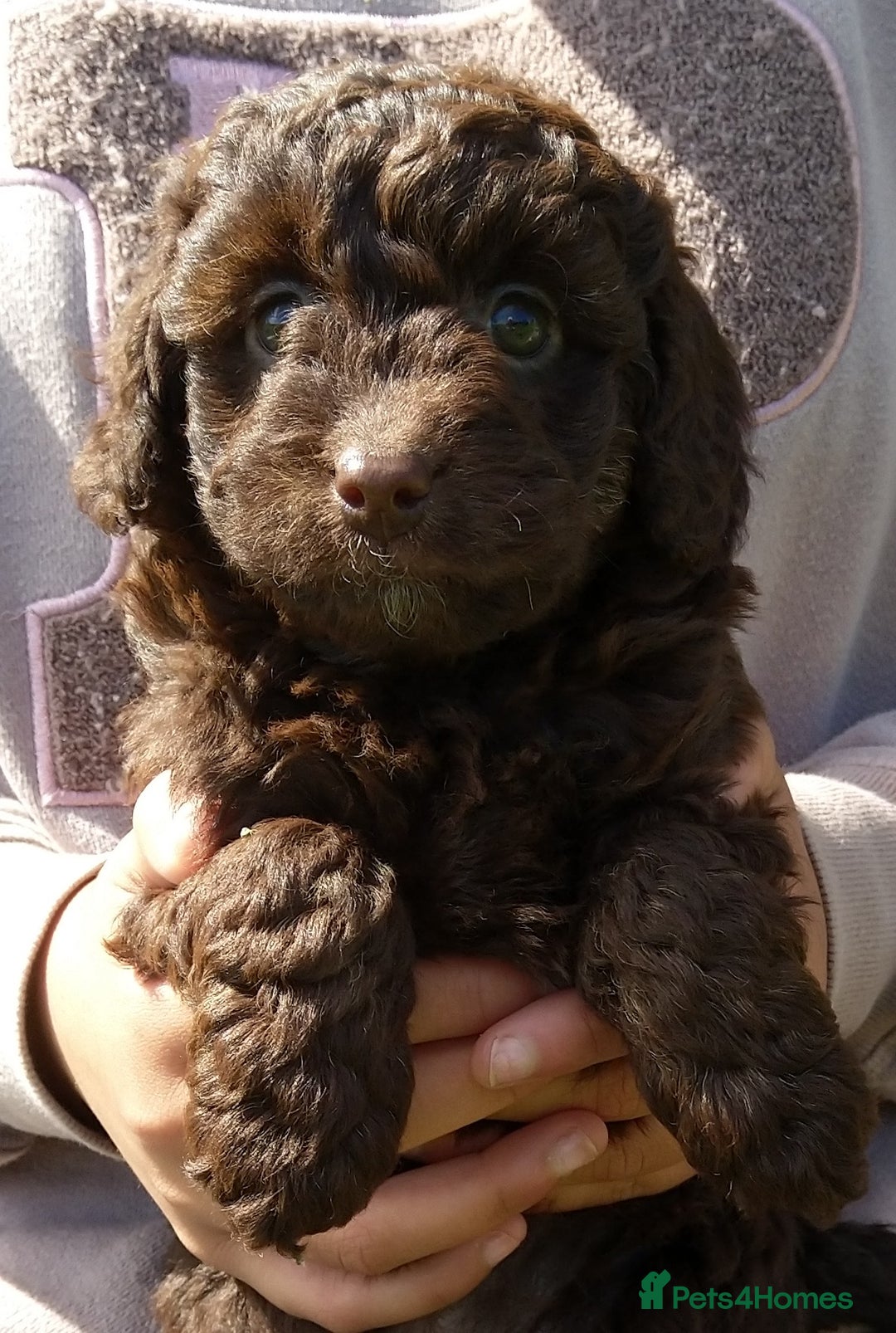 Labradoodle dogs for sale: Beautiful miniature labradoodle puppies - Image 5