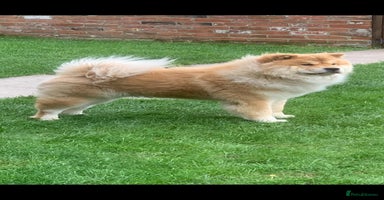 Chow Chow dogs Gorgeous Chow Chow Puppies Raised in a loving Home - Advert 10