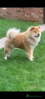 Chow Chow dogs Gorgeous Chow Chow Puppies Raised in a loving Home - Advert 10