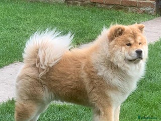 Chow Chow dogs for sale - Advert 1