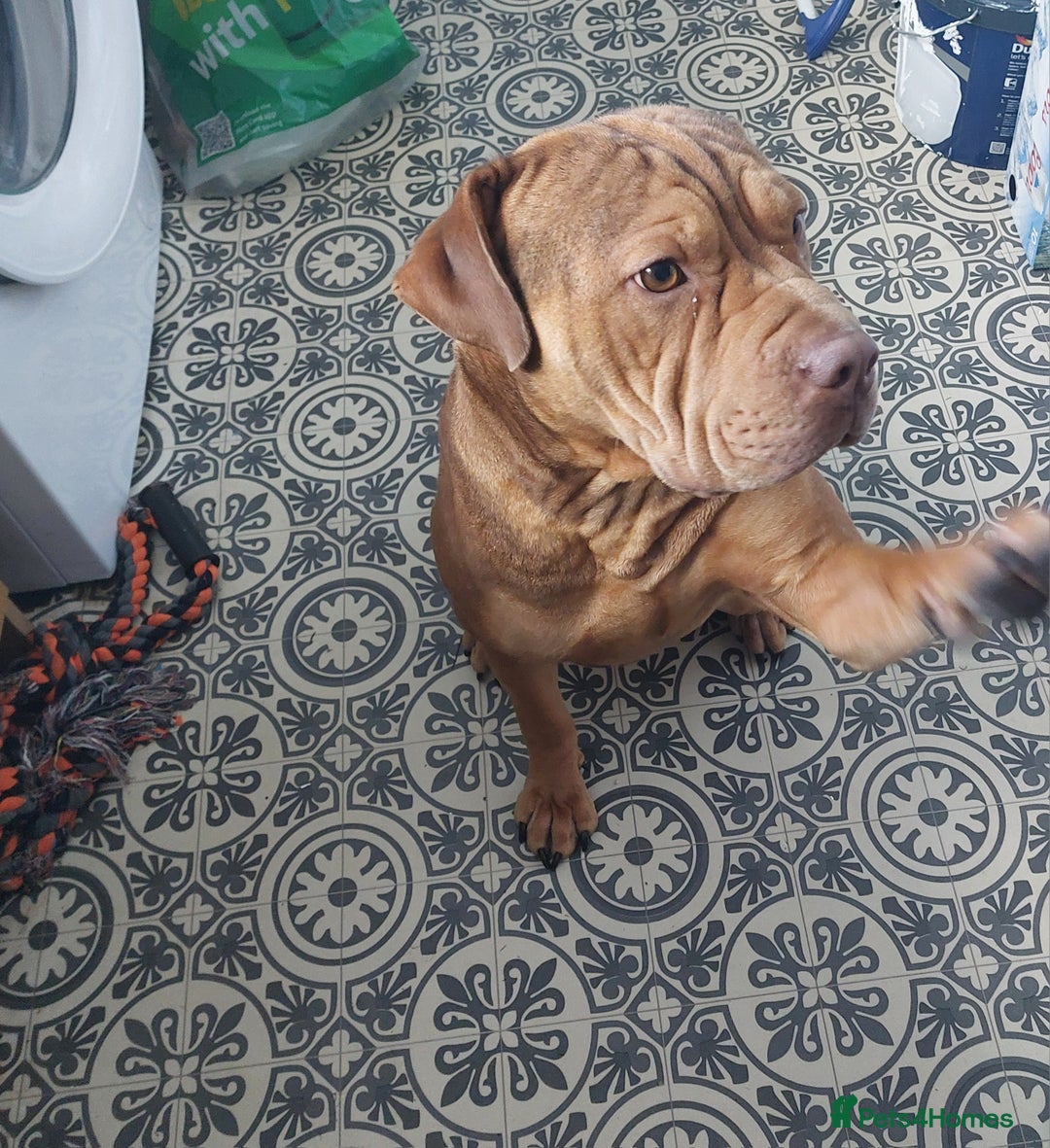 Mixed Breed dogs for sale: 2 year old beautiful boy - Image 2