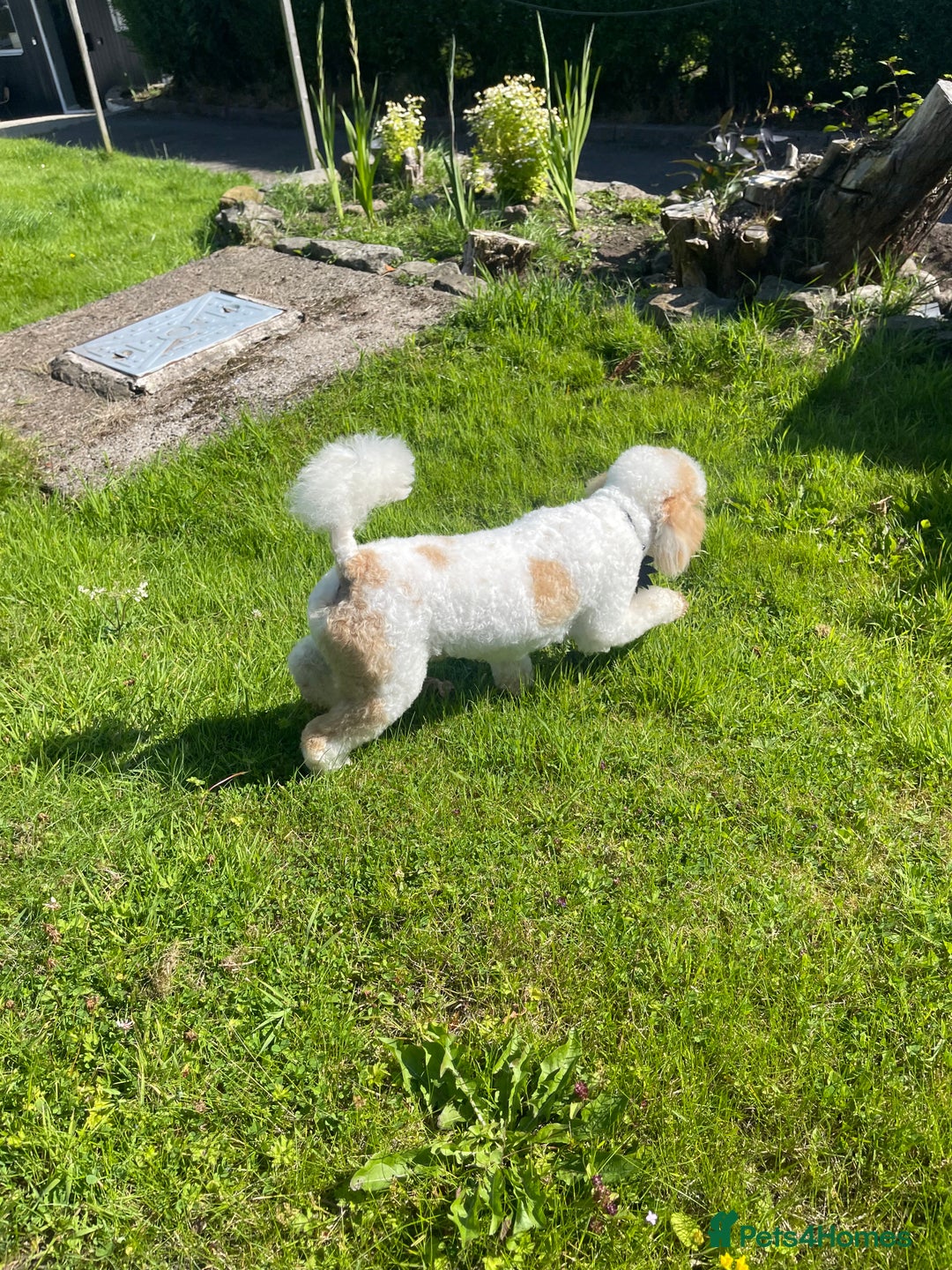 Miniature Poodle dogs for stud: Red/aipricot parti poodle. DNA clear  in Porth - Advert 9