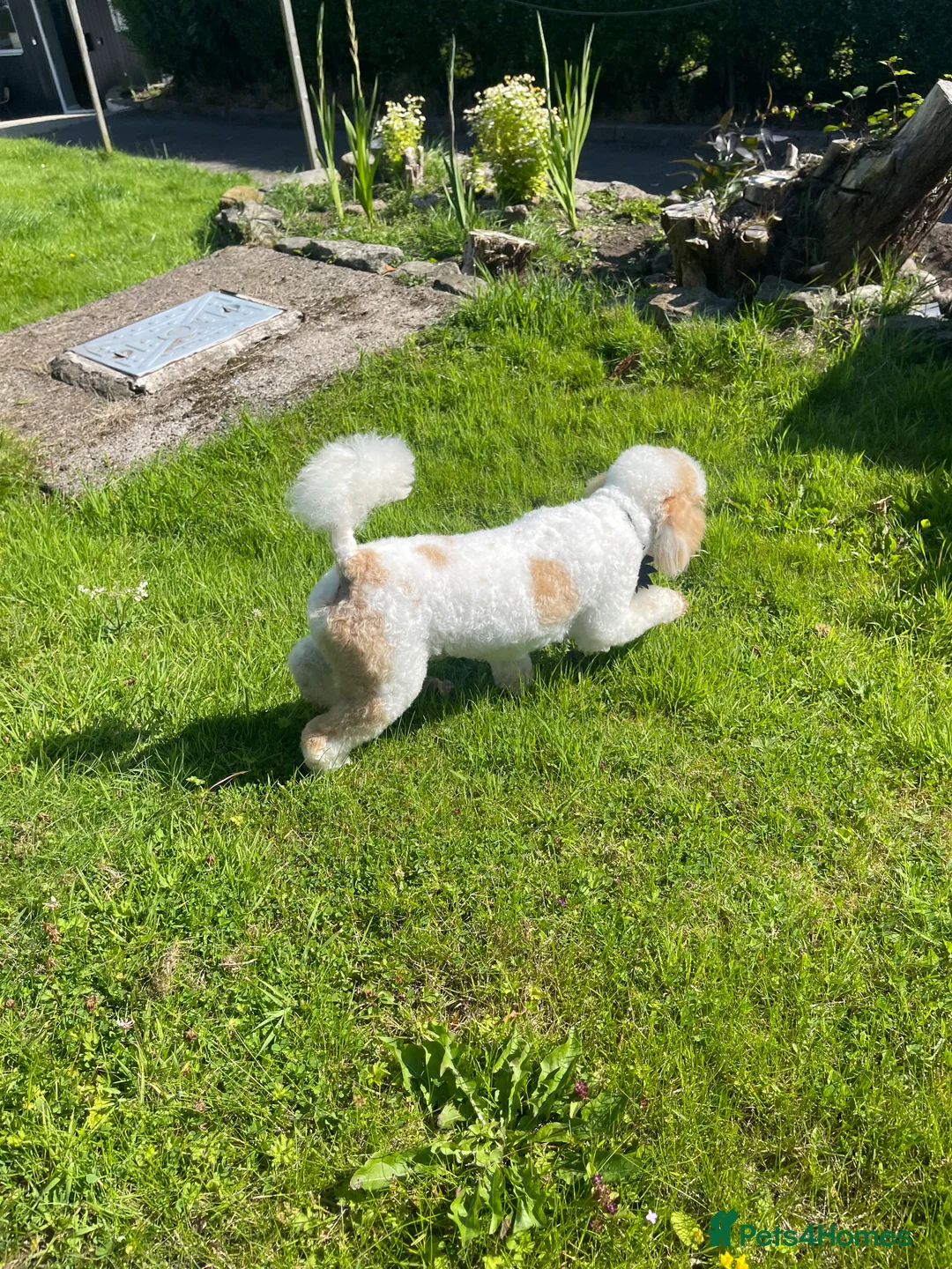 Miniature Poodle dogs for stud: Red/aipricot parti poodle. DNA clear  in Porth - Advert 9