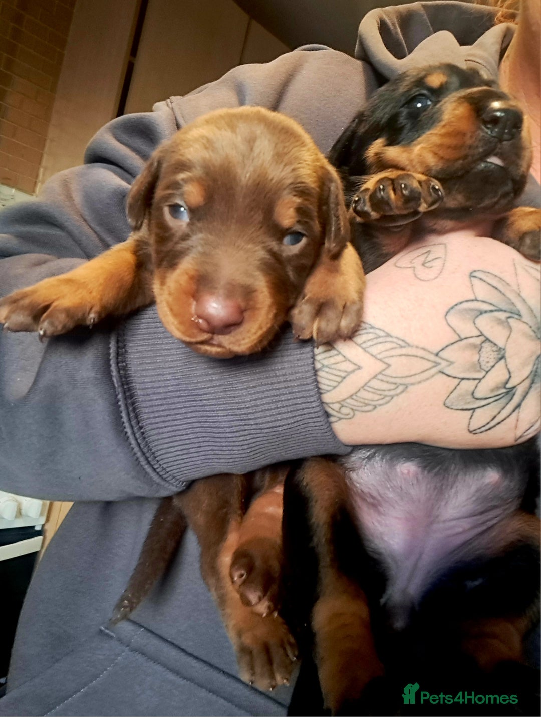 Dobermann dogs for sale: Doberman puppies  - Advert 7