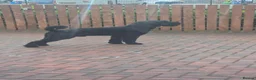 Giant Schnauzer dogs for stud: Giant schnauzer Stud - Advert 4