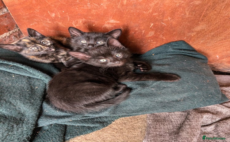 Mixed Breed cats - Advert 2