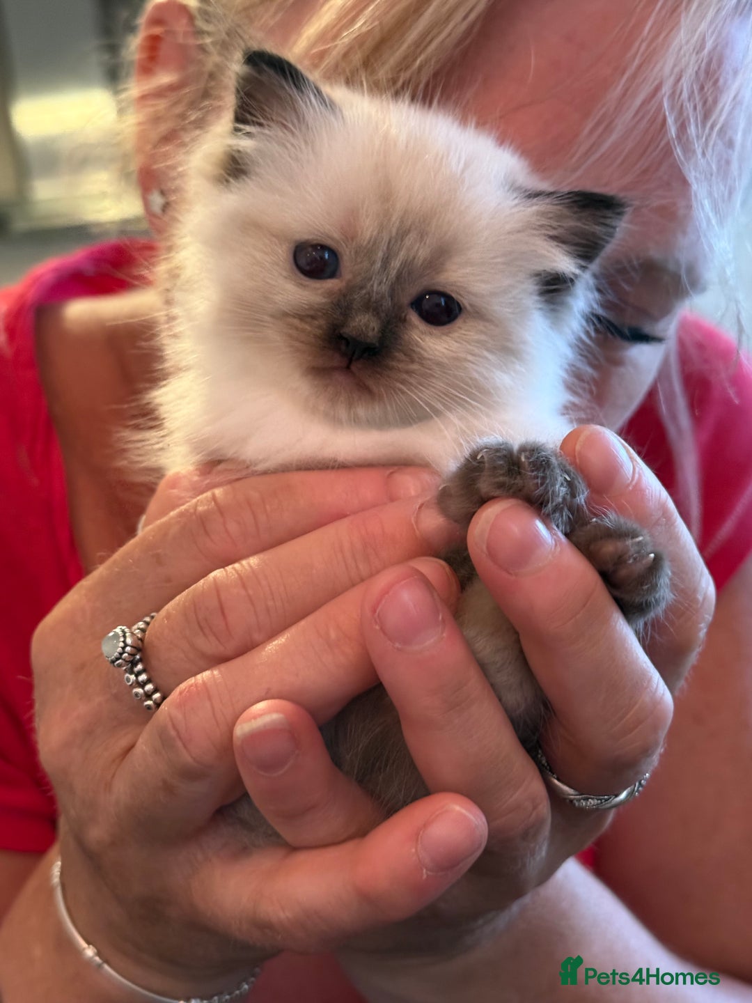 Ragdoll cats for sale: Purebred ragdoll kittens for sale  - Image 1