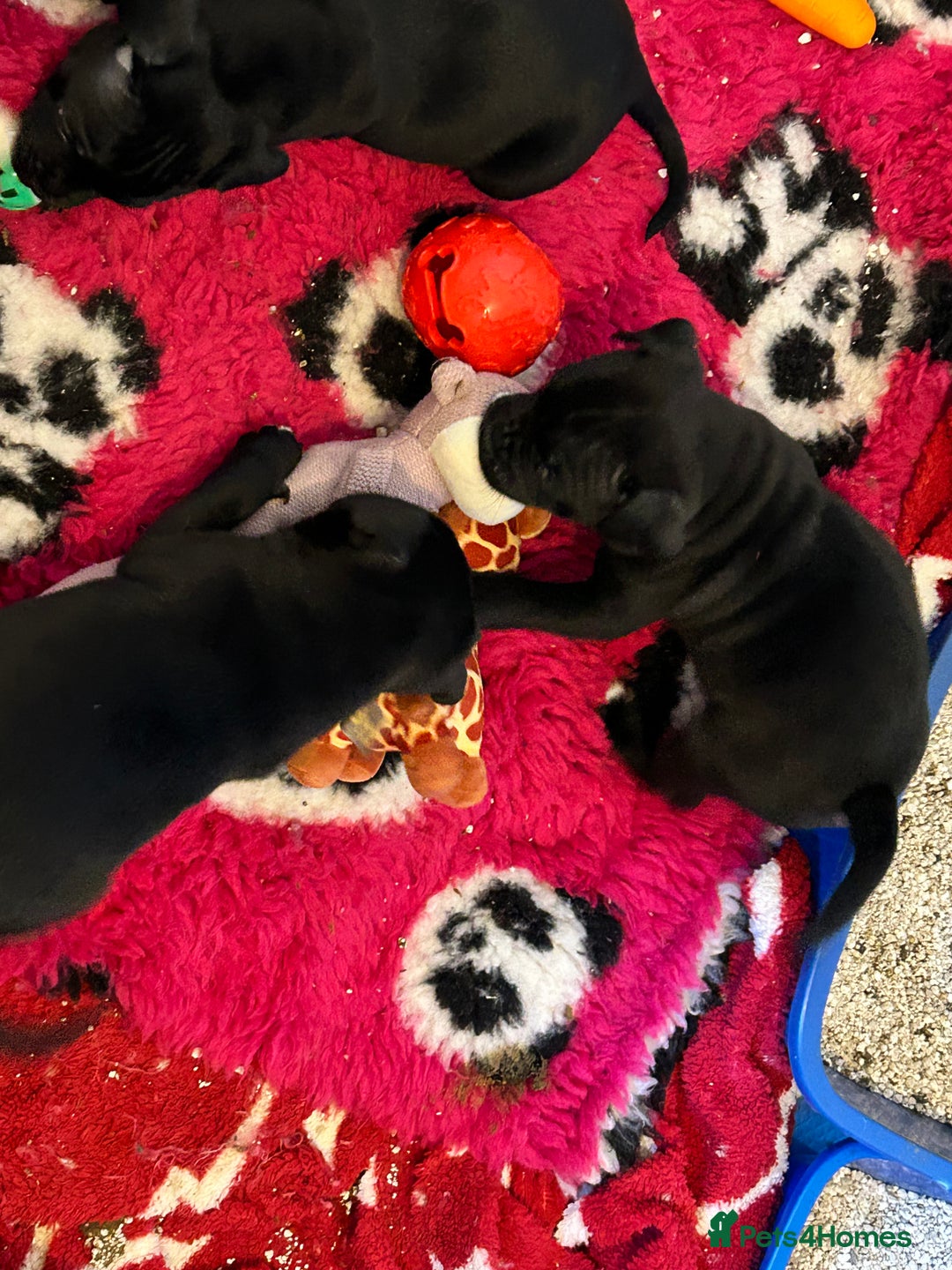 Staffordshire Bull Terrier dogs for sale: Staffordshire bull terrier puppies - Advert 12