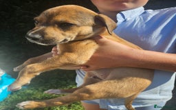 Lurcher dogs for sale: Lurcher pups for sale - Image 2