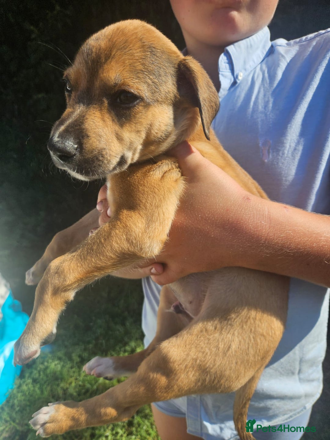 Lurcher dogs for sale: Lurcher pups for sale - Image 2