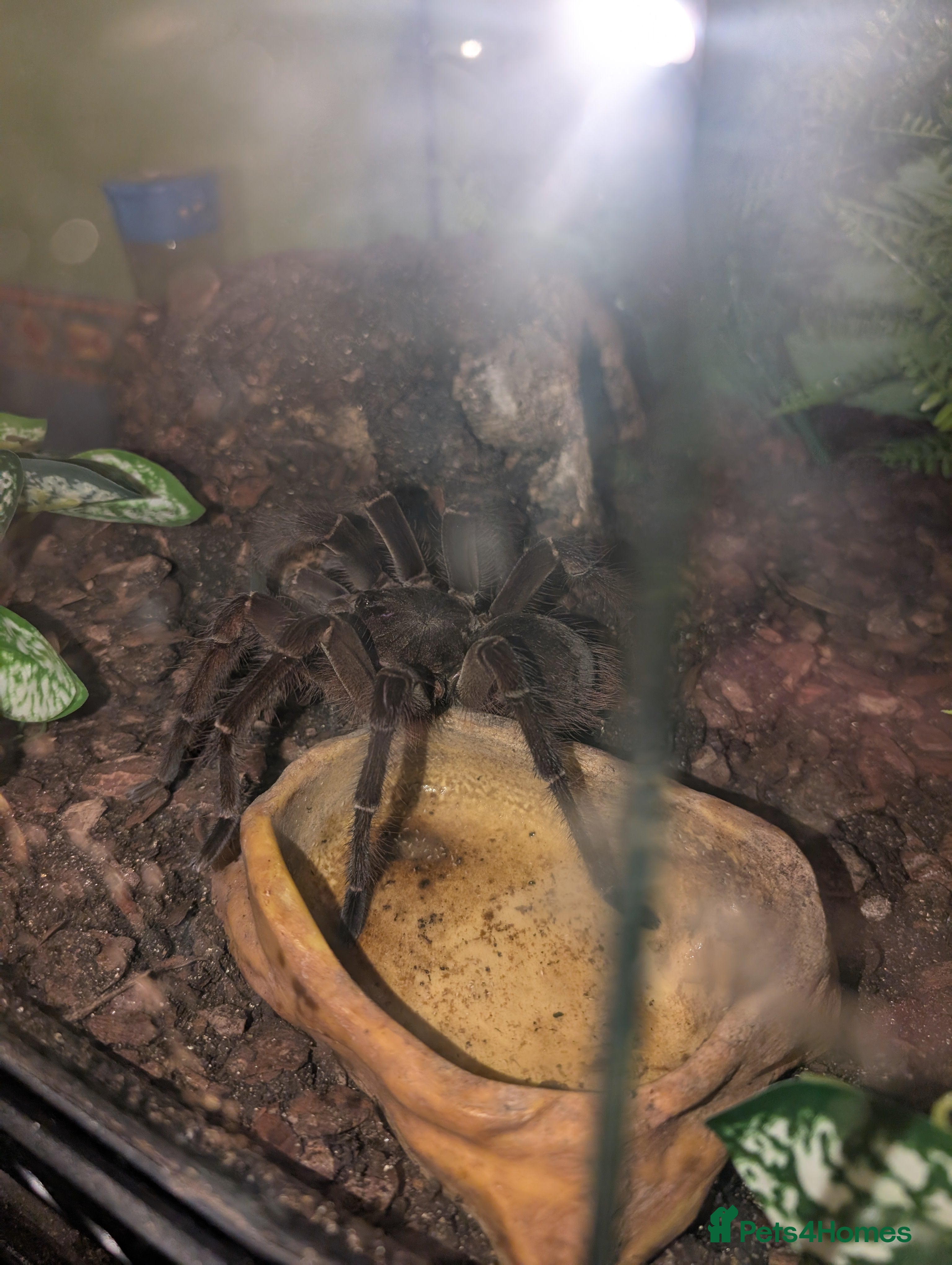 Tarantulas invertebrates Adult Male Goliath Birdeater - Advert 6