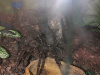 Tarantulas invertebrates Adult Male Goliath Birdeater - Advert 6