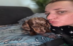 Dachshund dogs for sale: SOLD OUT! Thank you very much!!! Lovely Dachshunds - Advert 22