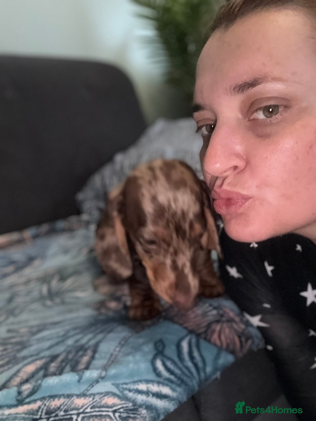 Dachshund dogs for sale: SOLD OUT! Thank you very much!!! Lovely Dachshunds - Advert 22