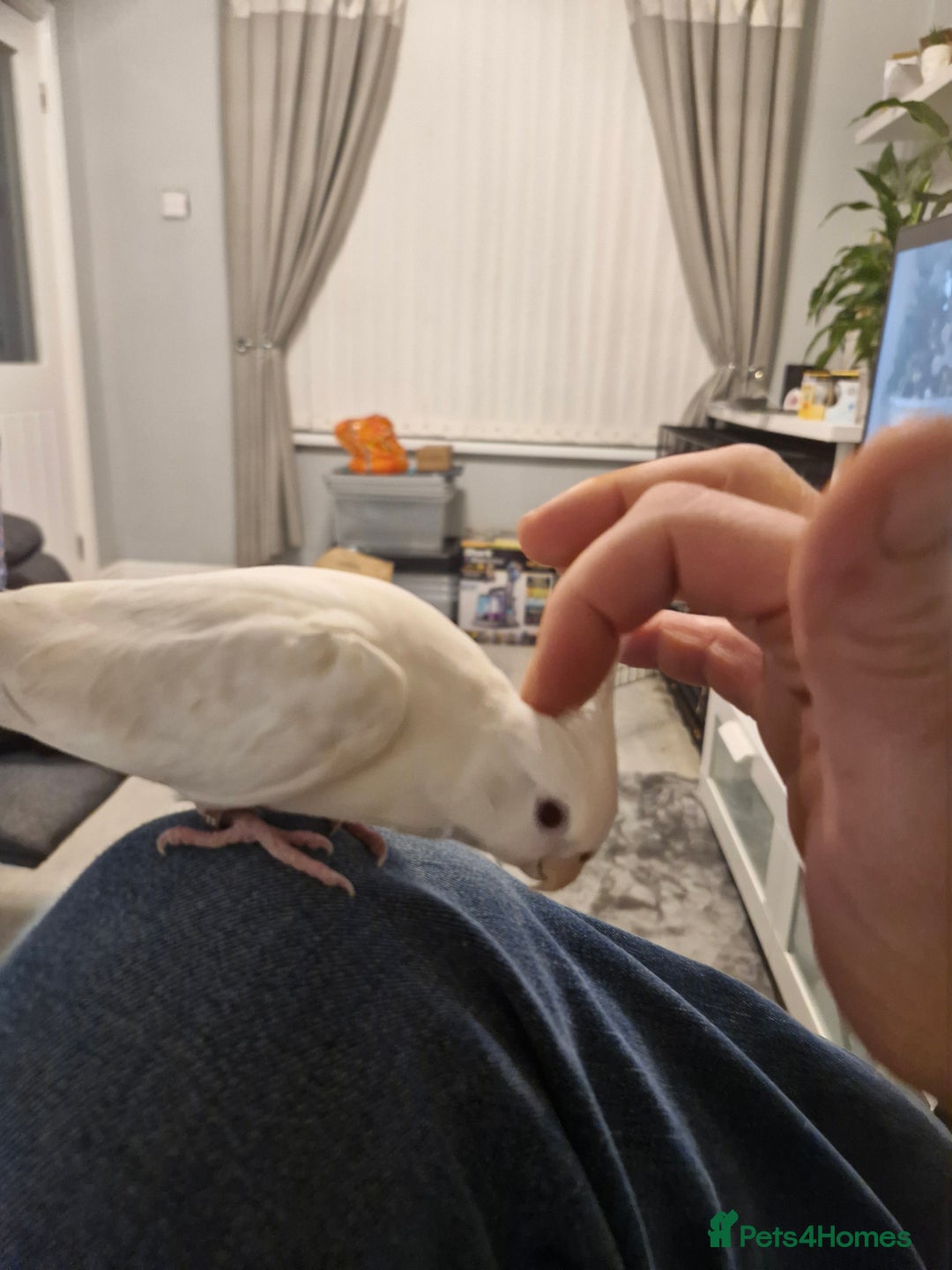 Cockatiels birds for sale: Cockatiel  - Advert 9