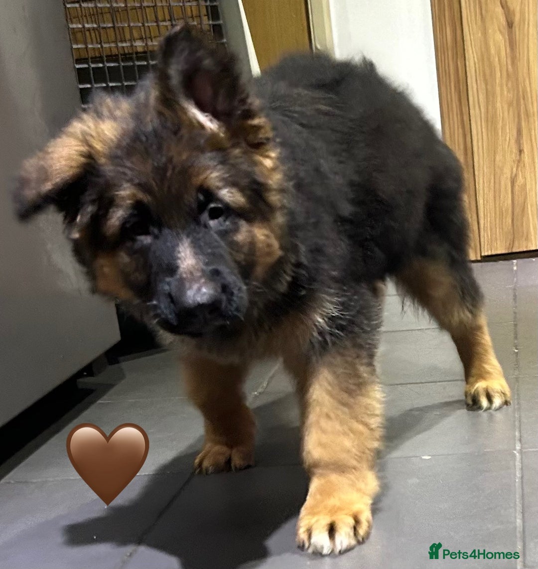 German Shepherd dogs for sale: Kc registered long haired GSD Puppy - Advert 14