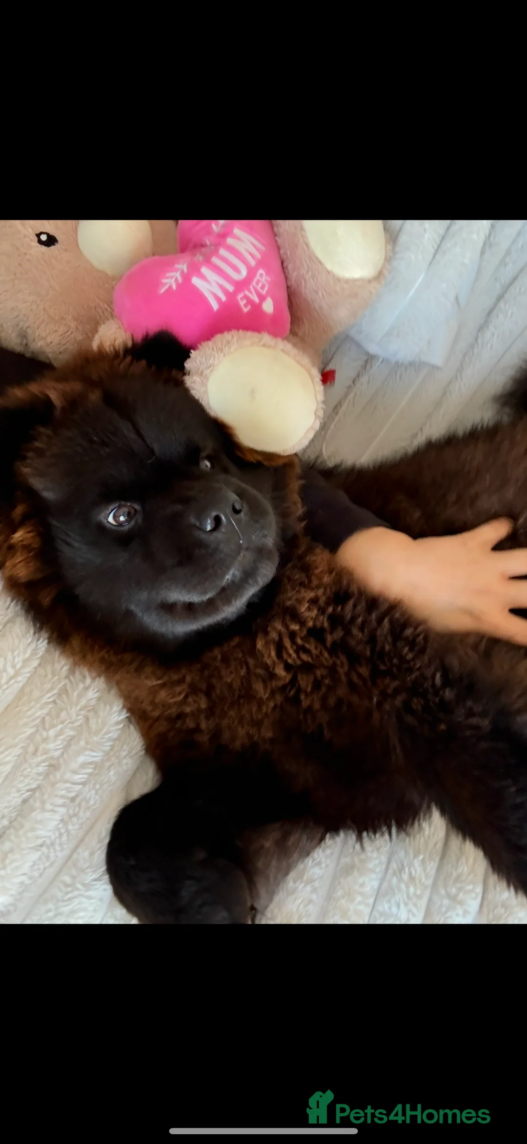 Chow Chow dogs for sale: Female Chow chow Bear - Advert 3