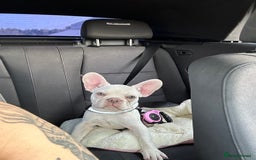 French Bulldog dogs for sale: French bulldog amazing colour  - Image 2