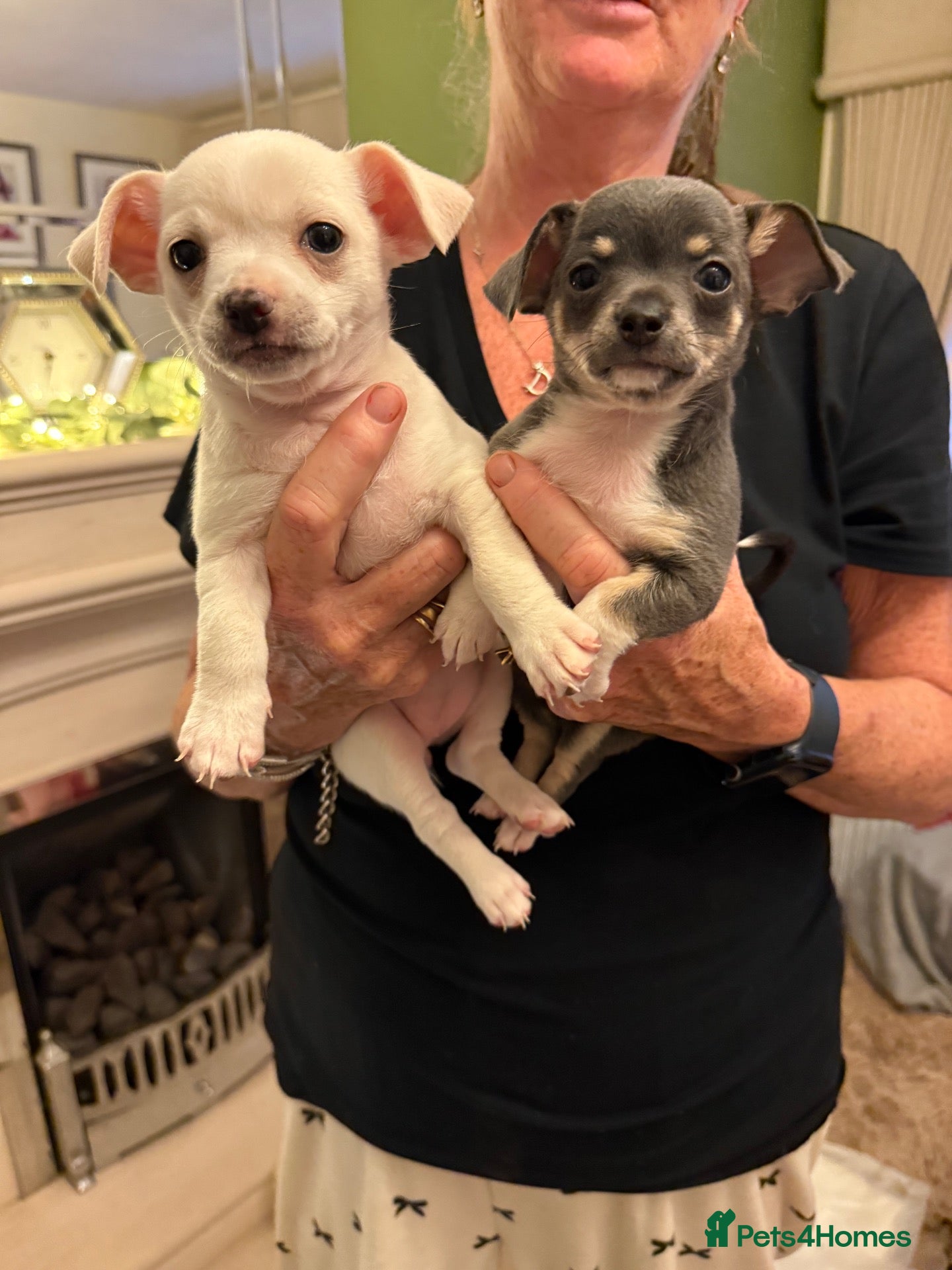 Chihuahua dogs Adorable chihuahua puppies  - Advert 2