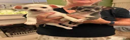 Chihuahua dogs for sale: Adorable chihuahua puppies  in Liverpool - Advert 2