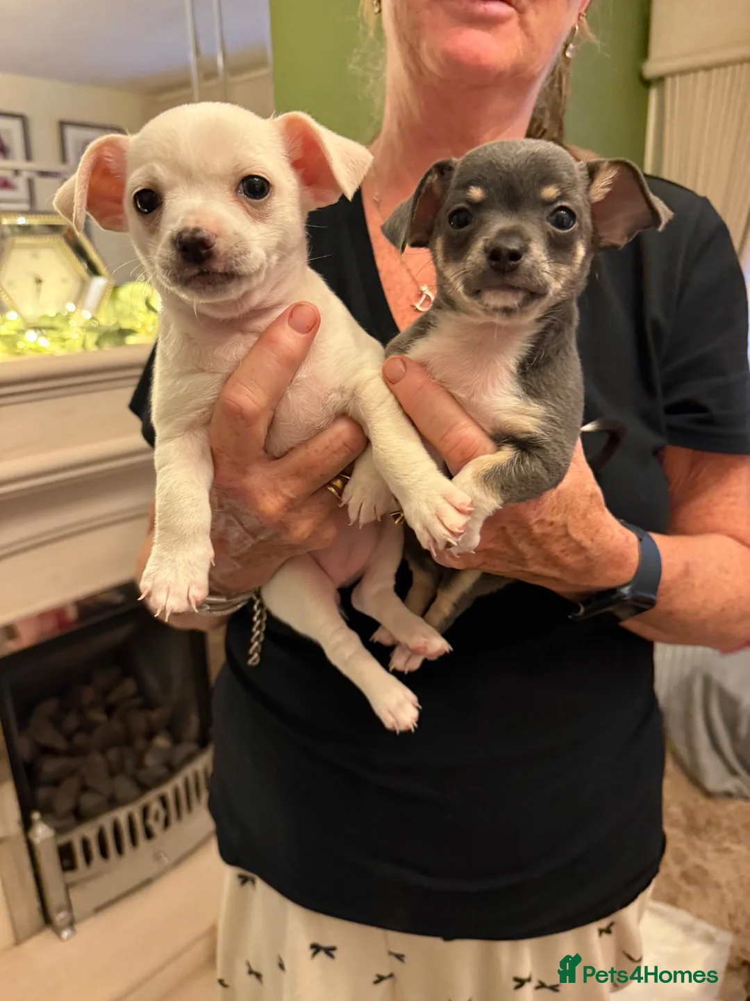 Chihuahua dogs for sale: Adorable chihuahua puppies  in Liverpool - Advert 2