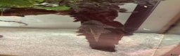 Angelfish fish for sale: Tropical fish Free to good home   - Advert 4