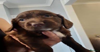 Cocker Spaniel dogs - Advert 10