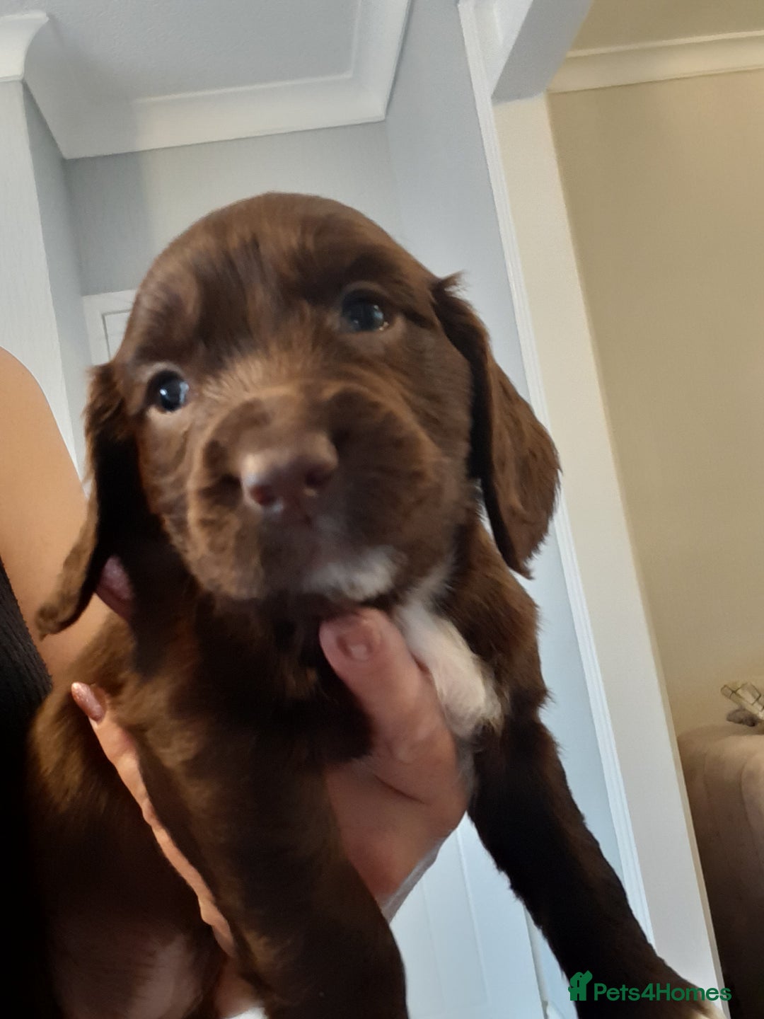 Cocker Spaniel dogs for sale: Kc reg cocker spaniels ready 17th Aug - Image 5