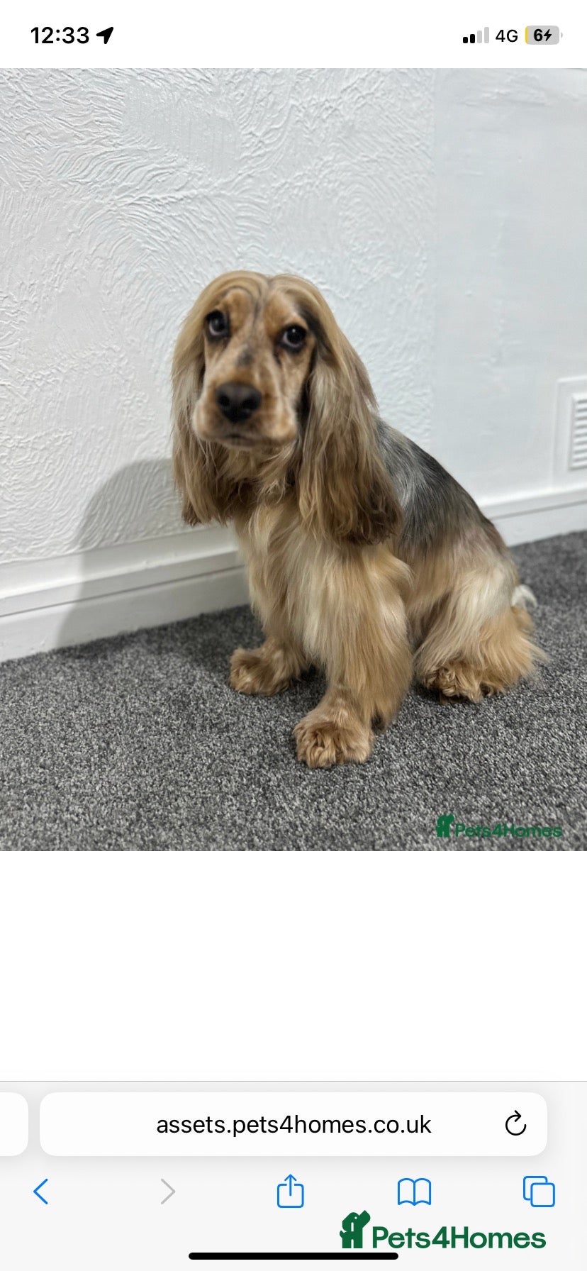 Cockapoo dogs Beautiful F1 cockerpoo READY NOW, 3 LEFT  - Advert 1