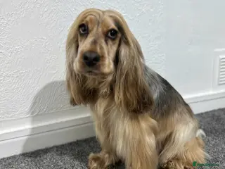 Cockapoo dogs Beautiful F1 cockerpoo READY NOW, 3 LEFT - Advert 1