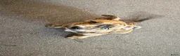 Mixed Breed dogs for sale: Mr Connor Taylor  - Advert 2