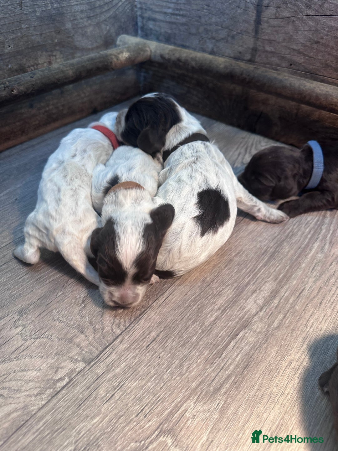 Cocker Spaniel dogs for sale: Cocker spaniel puppies - Image 4
