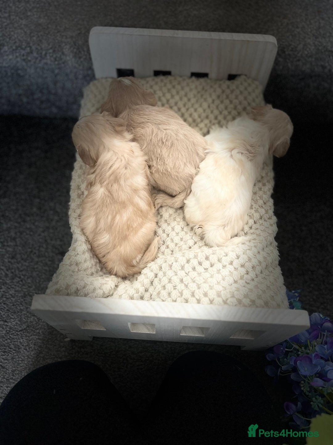 Maltipoo dogs for sale: Tiny Maltipoos available  - Image 2