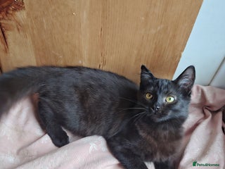 Mixed Breed cats for sale: 1 kitten left(girl) - Black mixed breed kittens - Advert 1