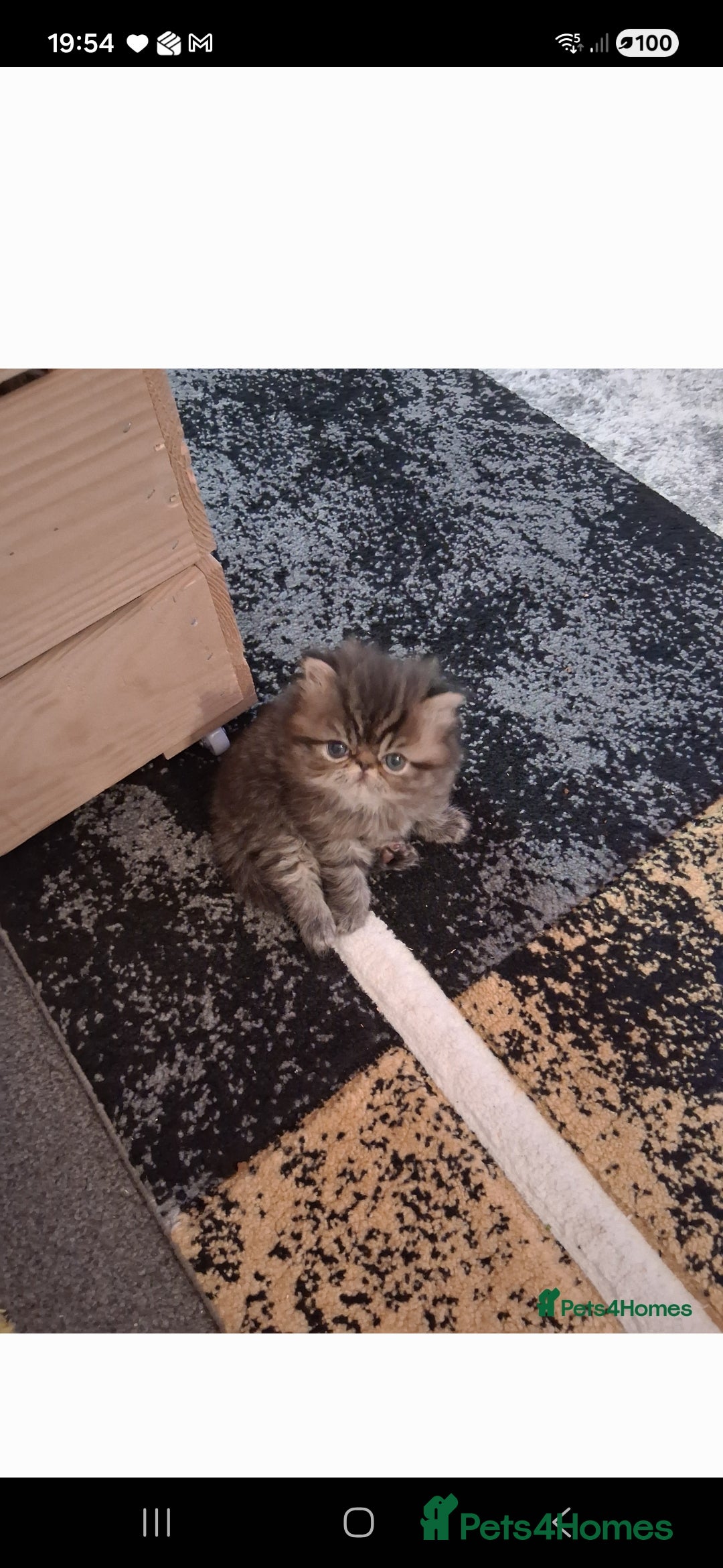 Persian cats for sale: Boys!!!!!Persian golden Chinchillas - Advert 3