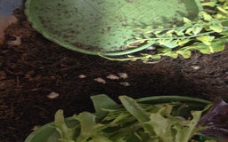 Snails invertebrates for sale: Giant African Snails - Image 1