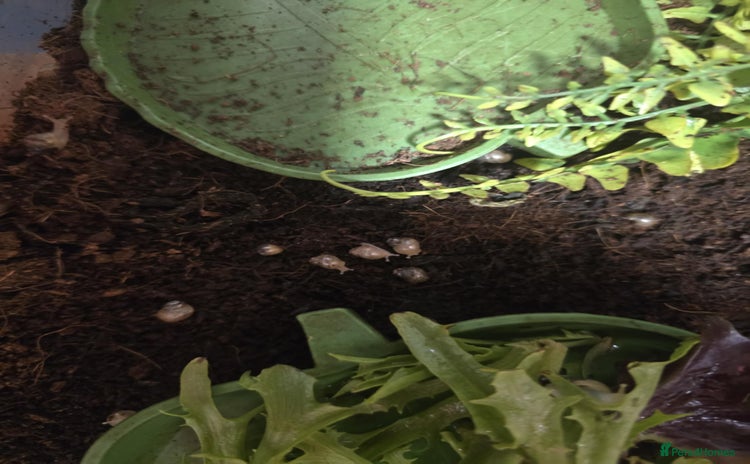 Snails invertebrates - Advert 2
