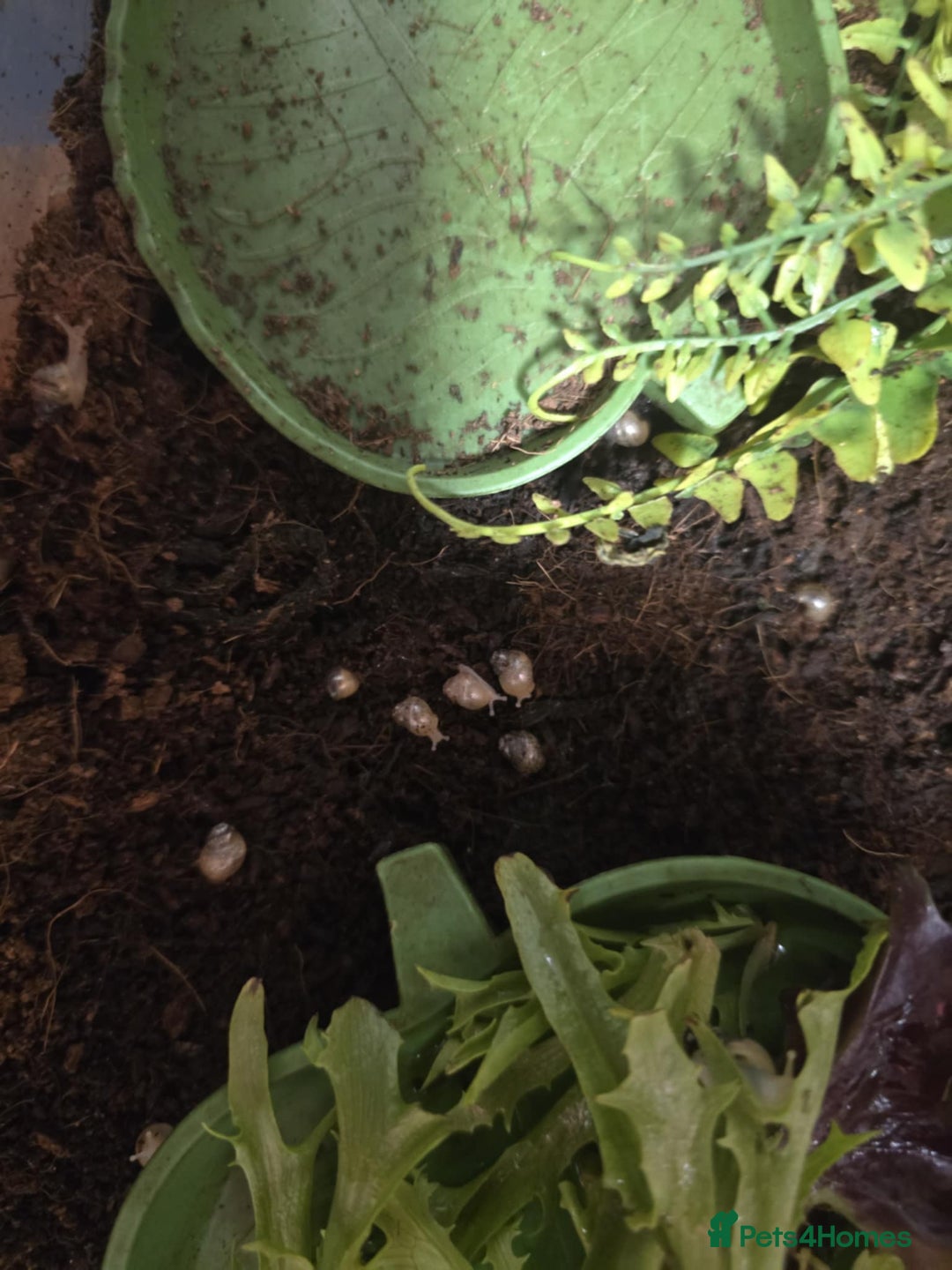 Snails invertebrates for sale: Giant African Snails - Image 1