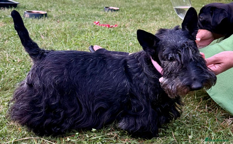 Scottish Terrier dogs - Advert 1