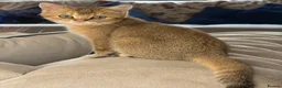 British Shorthair cats for sale: Pedigree GCCF Golden BSH Ready Now ! - Advert 4